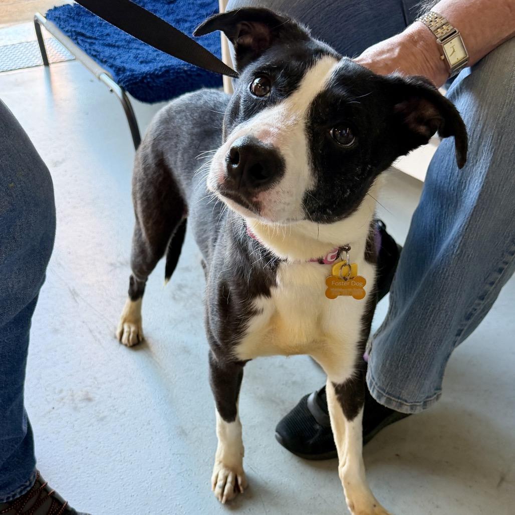 Enlarge Masie, a Adoptable mixed breed in Middleburg Heights , OH image 2/3