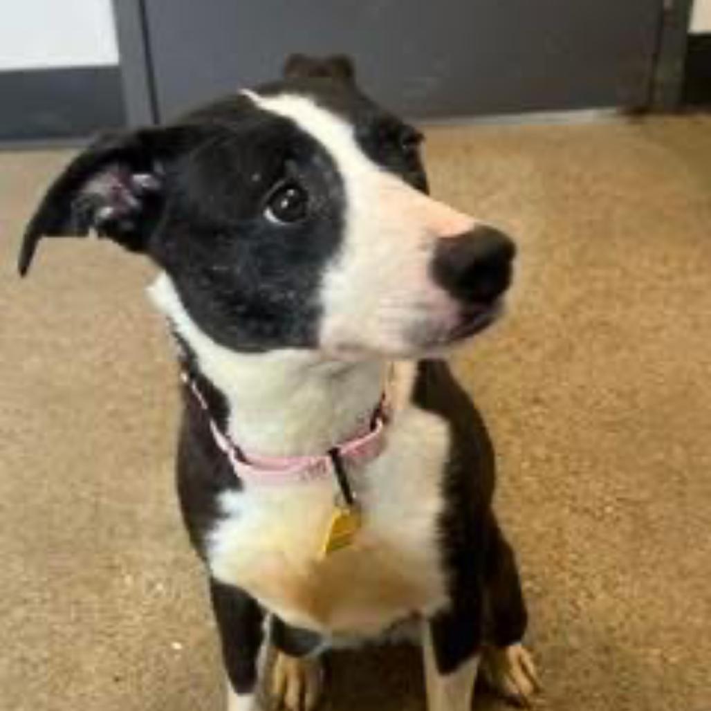 Enlarge Masie, a Adoptable mixed breed in Middleburg Heights , OH image 3/3