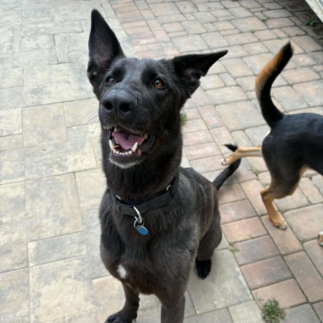 Enlarge Bella, a Adoptable mixed breed in Washington, DC image 1/6
