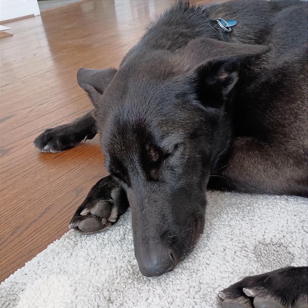Bella, Adoptable, Adult Female Shepherd & Mixed Breed.