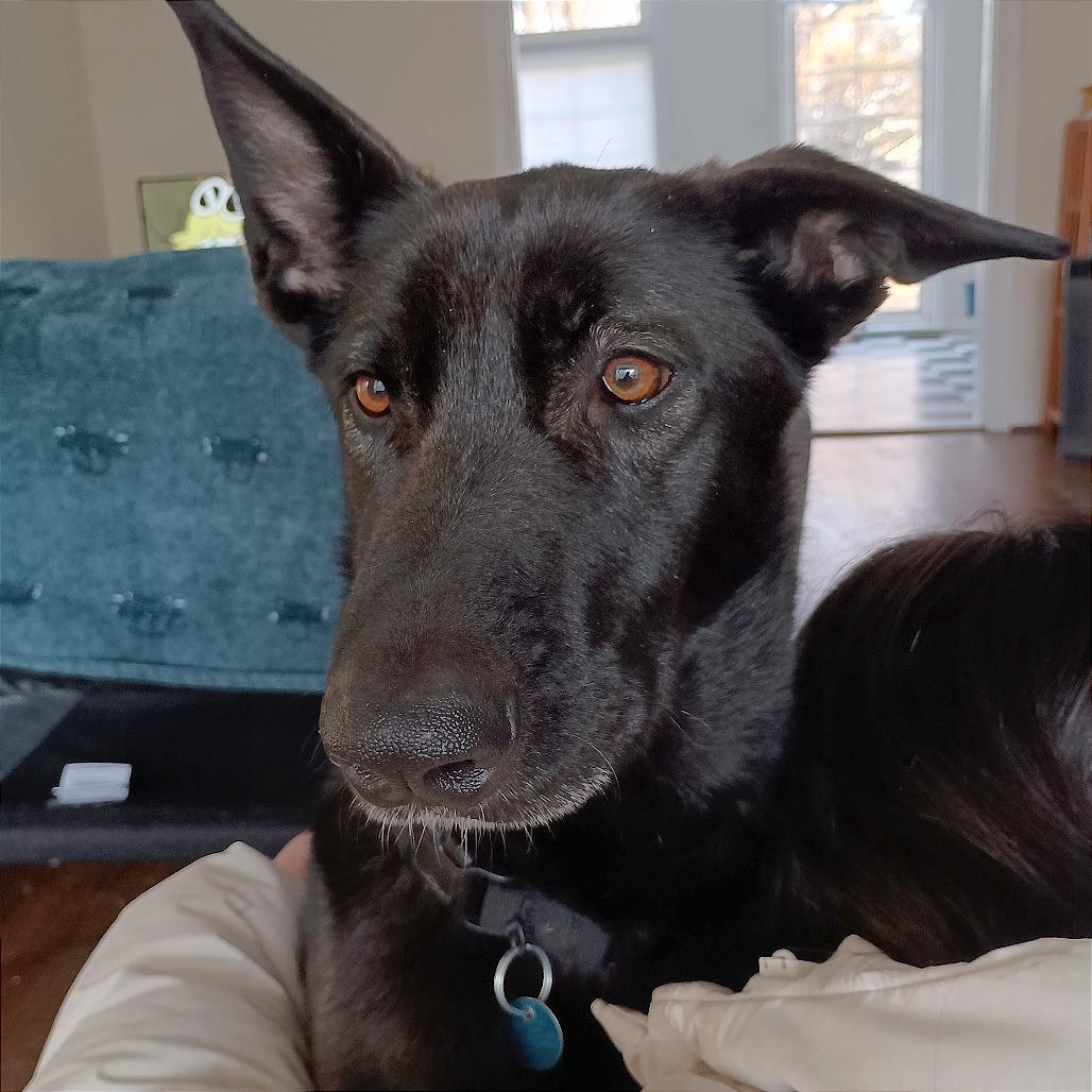 Enlarge Bella, a Adoptable mixed breed in Washington, DC image 2/6