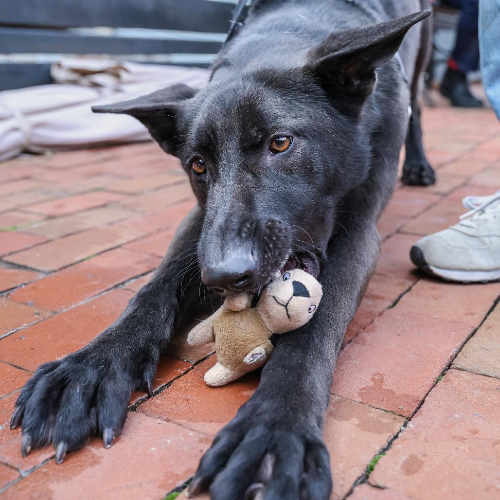 Enlarge Bella, a Adoptable mixed breed in Washington, DC image 2/6