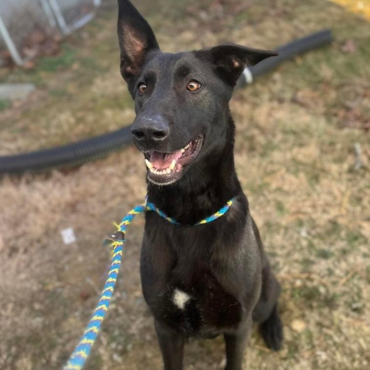 Enlarge Bella, a Adoptable mixed breed in Washington, DC image 3/6