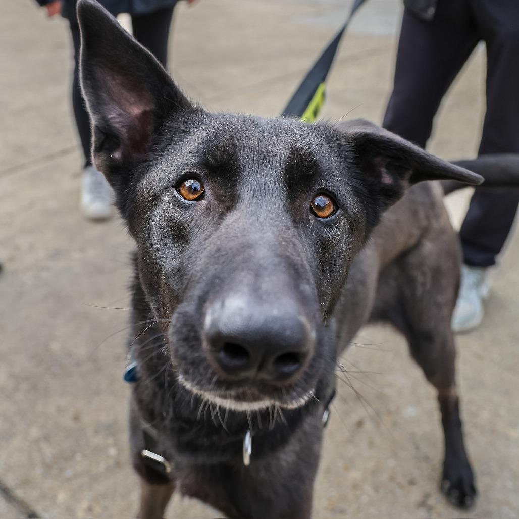 Enlarge Bella, a Adoptable mixed breed in Washington, DC image 5/6