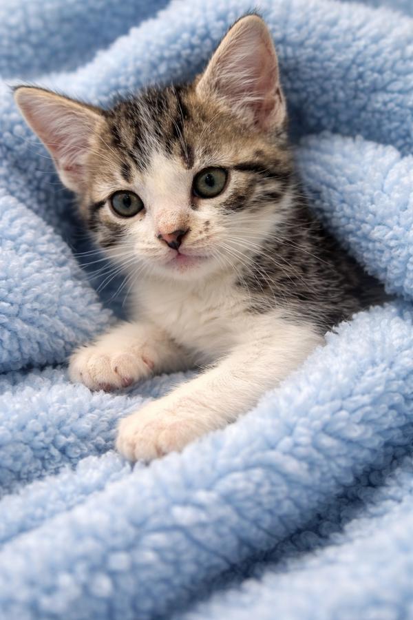 Oliver, a Adoptable mixed breed in Lafayette, LA image 1/2