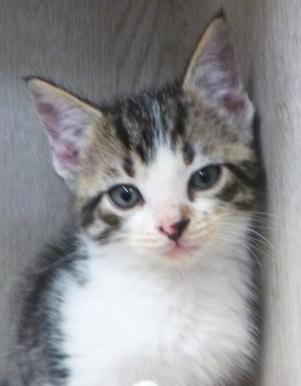 Oliver, a Adoptable mixed breed in Lafayette, LA image 2/2