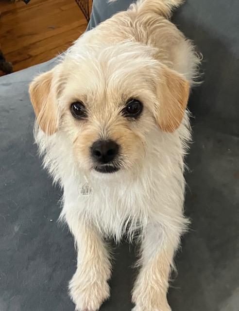 Enlarge Phoebe available at Charlie's Little Dog House, an adopted mixed breed in PORTLAND, OR image 1/3
