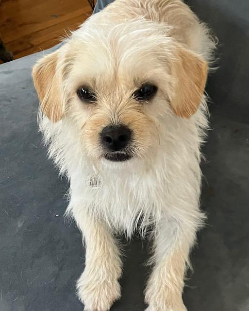 Enlarge Phoebe available at Charlie's Little Dog House, an adopted mixed breed in PORTLAND, OR image 3/3
