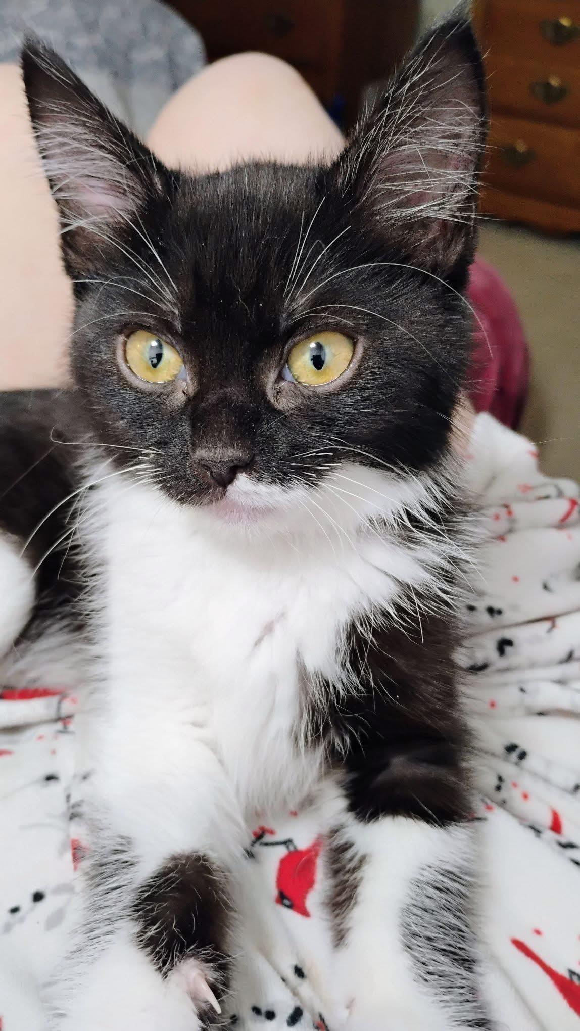 Bronwyn , adopted, Kitten Female Domestic Short Hair.