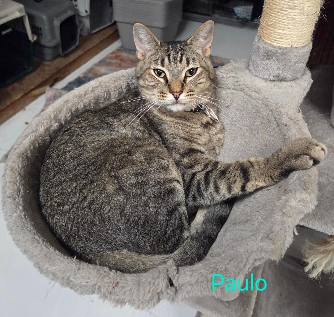 Enlarge Paulo, a Adoptable mixed breed in Las Cruces, NM image 2/3