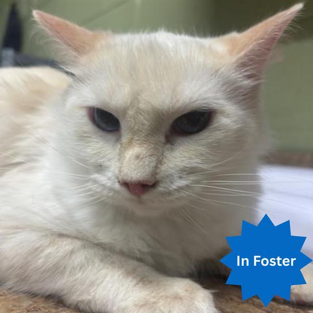 ENIGMA, Adoptable, Adult Female Domestic Medium Hair.