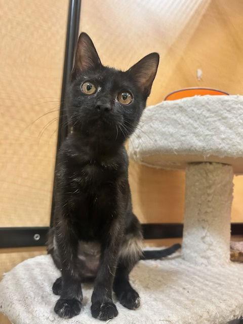 Onyx, Adoptable, Kitten Female Domestic Short Hair.