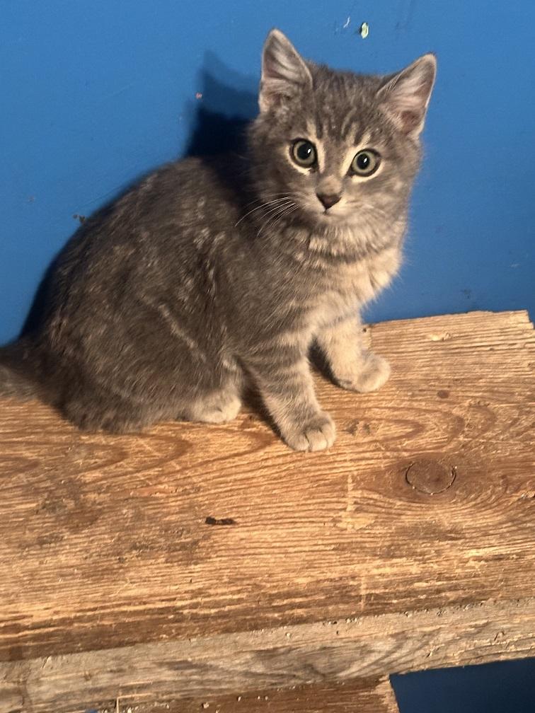 Enlarge Roxie, a Adoptable mixed breed in Winnipeg, MB image 1/2