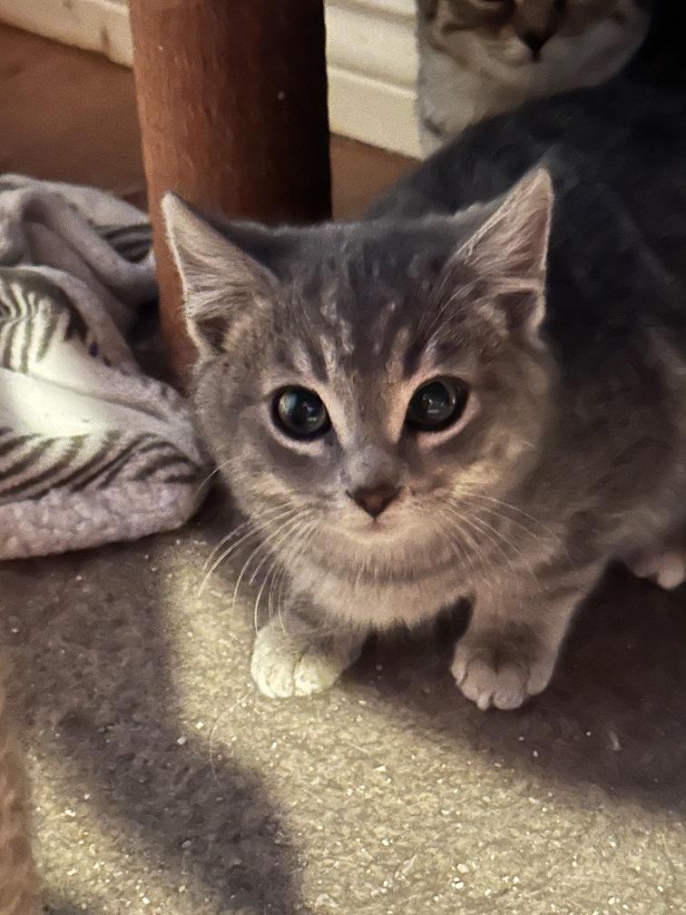 Enlarge Roxie, a Adoptable mixed breed in Winnipeg, MB image 2/2