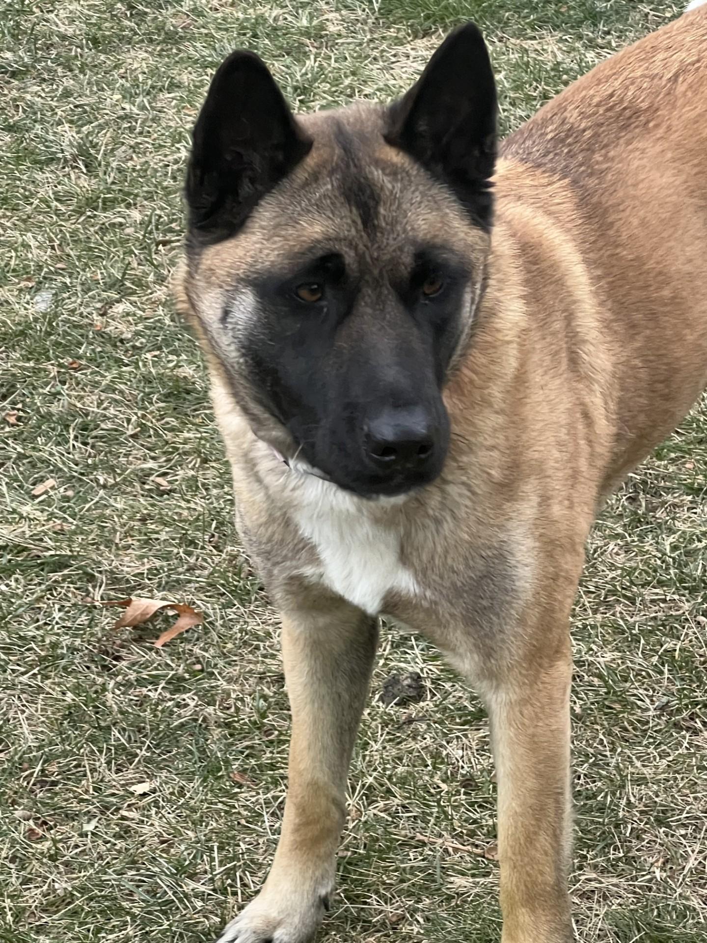 Enlarge Leeza, a Adoptable mixed breed in Fort Lee , NJ image 5/5