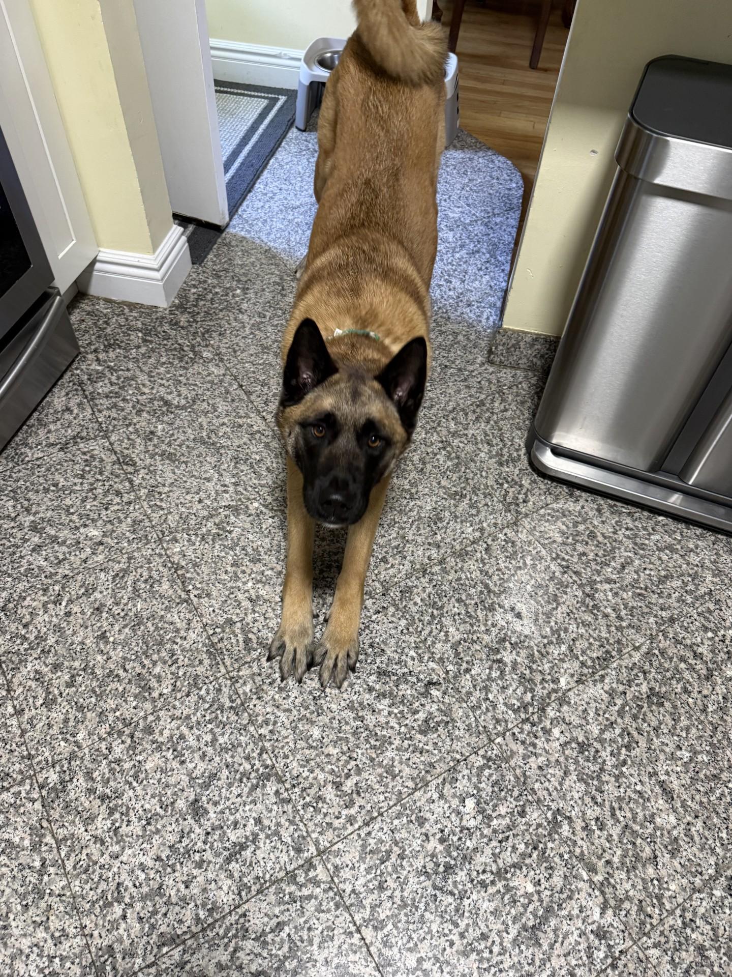 Enlarge Leeza, a ADOPTABLE mixed breed in Fort Lee , NJ image 3/3