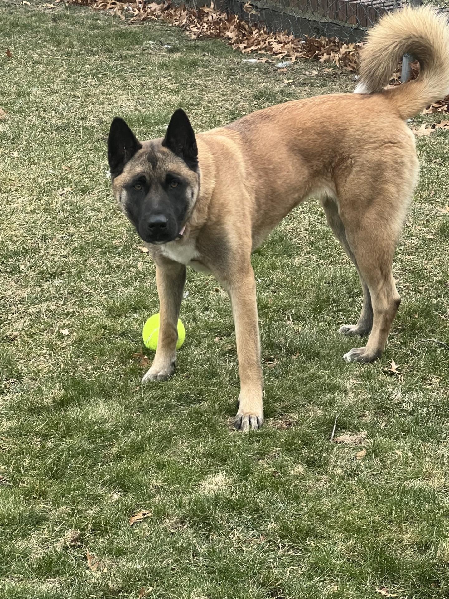 Enlarge Leeza, a Adoptable mixed breed in Fort Lee , NJ image 4/5
