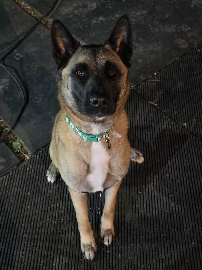 Leeza, Adoptable, Young Female Belgian Shepherd / Malinois & Shepherd.
