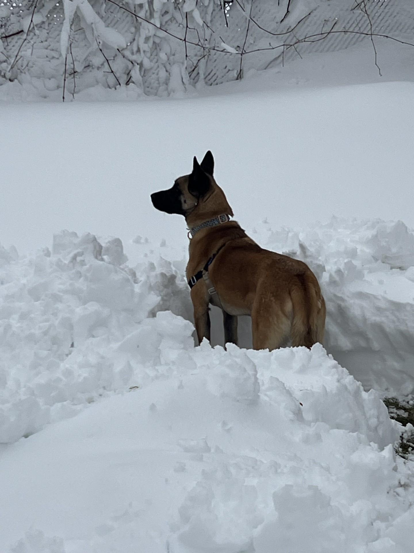 Enlarge Leeza, a Adoptable mixed breed in Fort Lee , NJ image 2/5