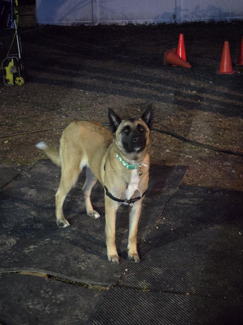 Enlarge Leeza, a Adoptable mixed breed in Fort Lee , NJ image 3/5