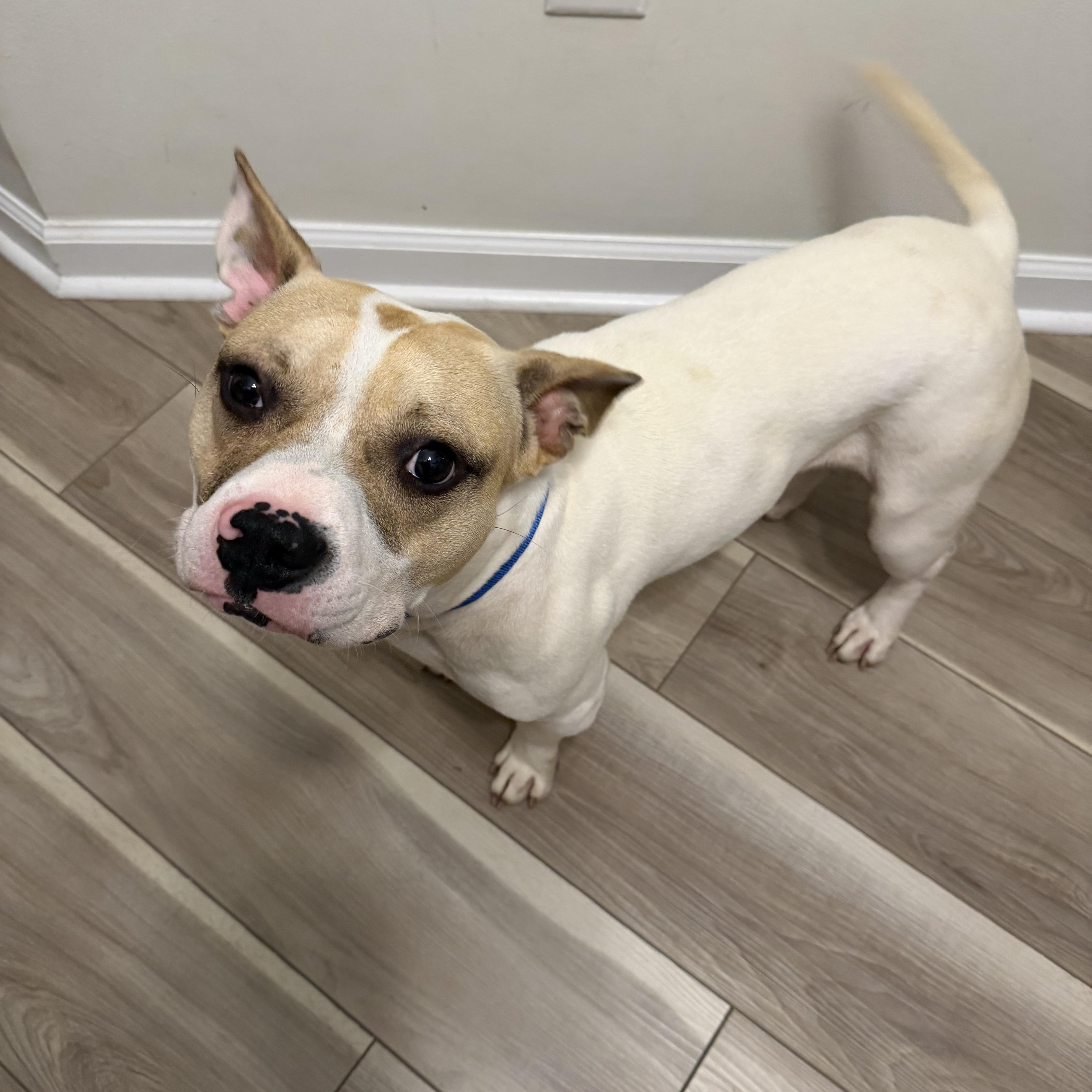 Lucas, a ADOPTABLE mixed breed in atlanta, GA image 2/5