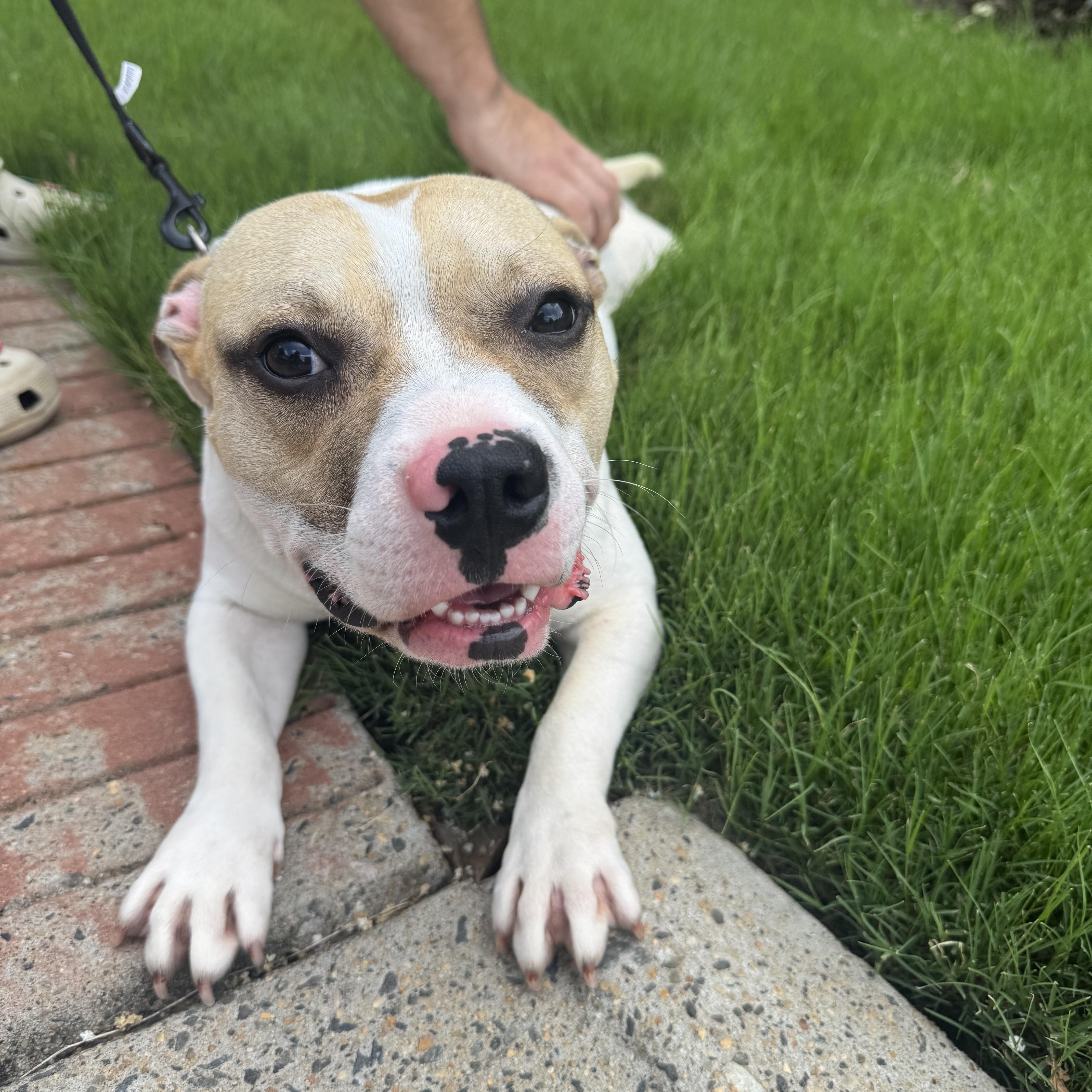 Lucas, a ADOPTABLE mixed breed in atlanta, GA image 3/5
