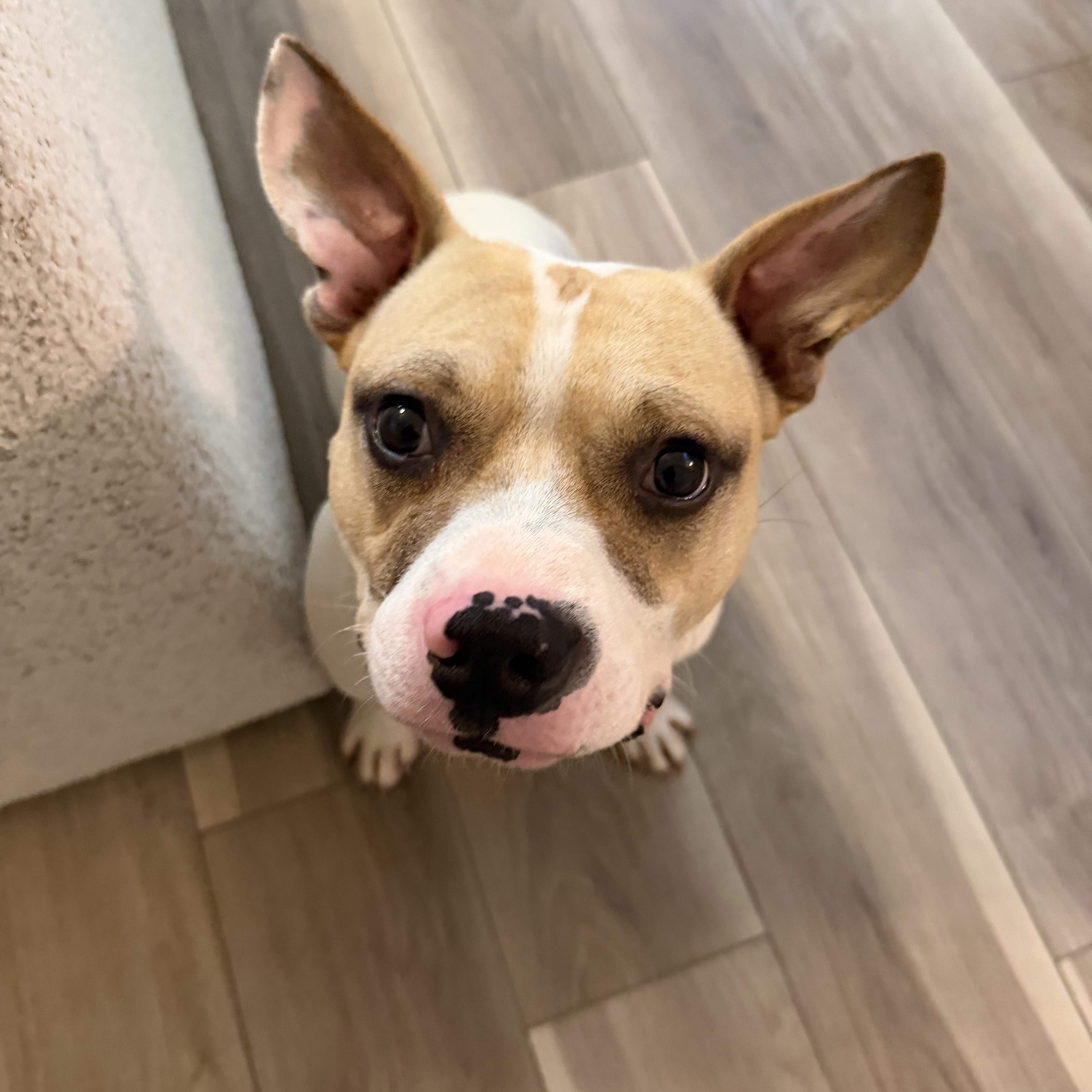 Lucas, a ADOPTABLE mixed breed in atlanta, GA image 1/5