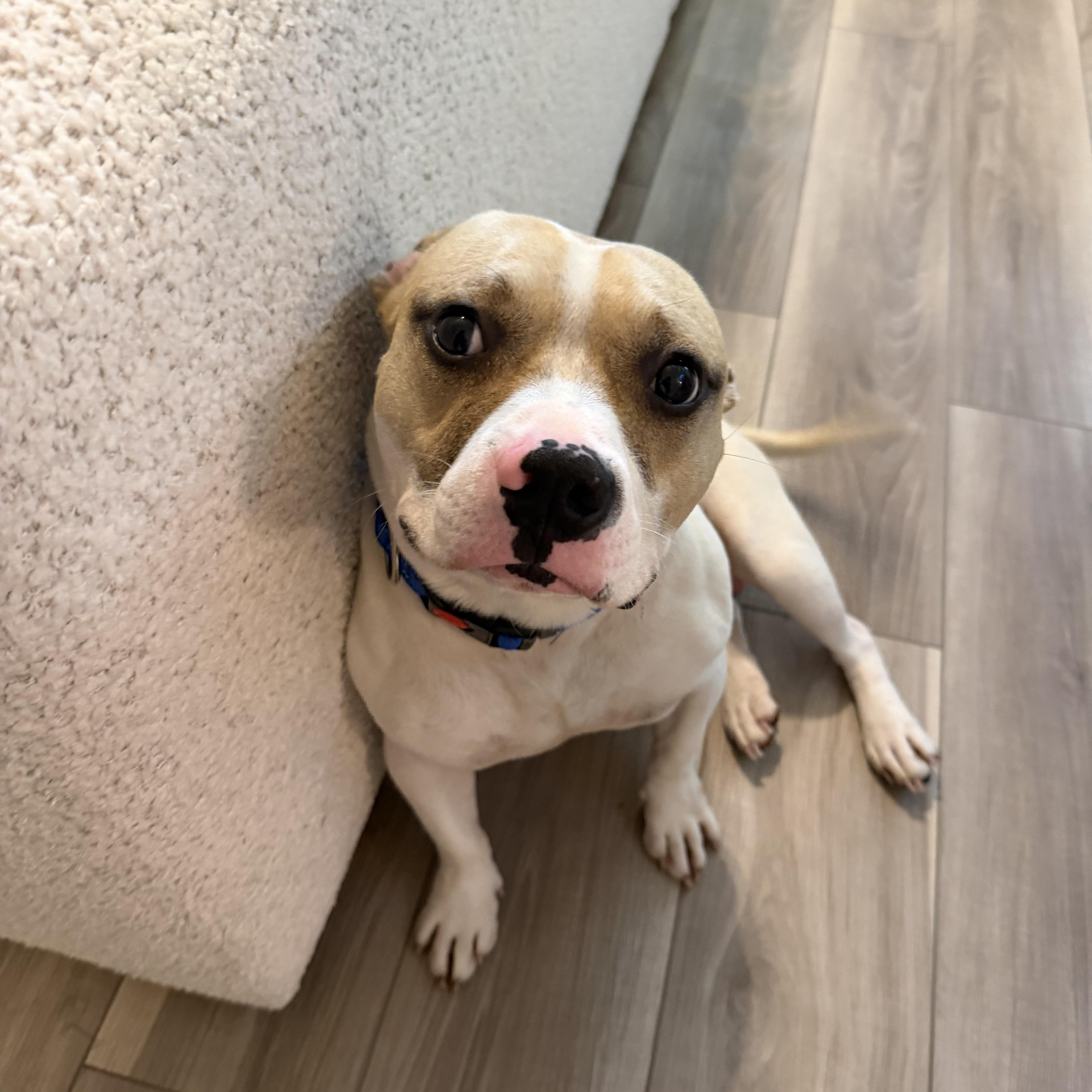 Lucas, a ADOPTABLE mixed breed in atlanta, GA image 5/5
