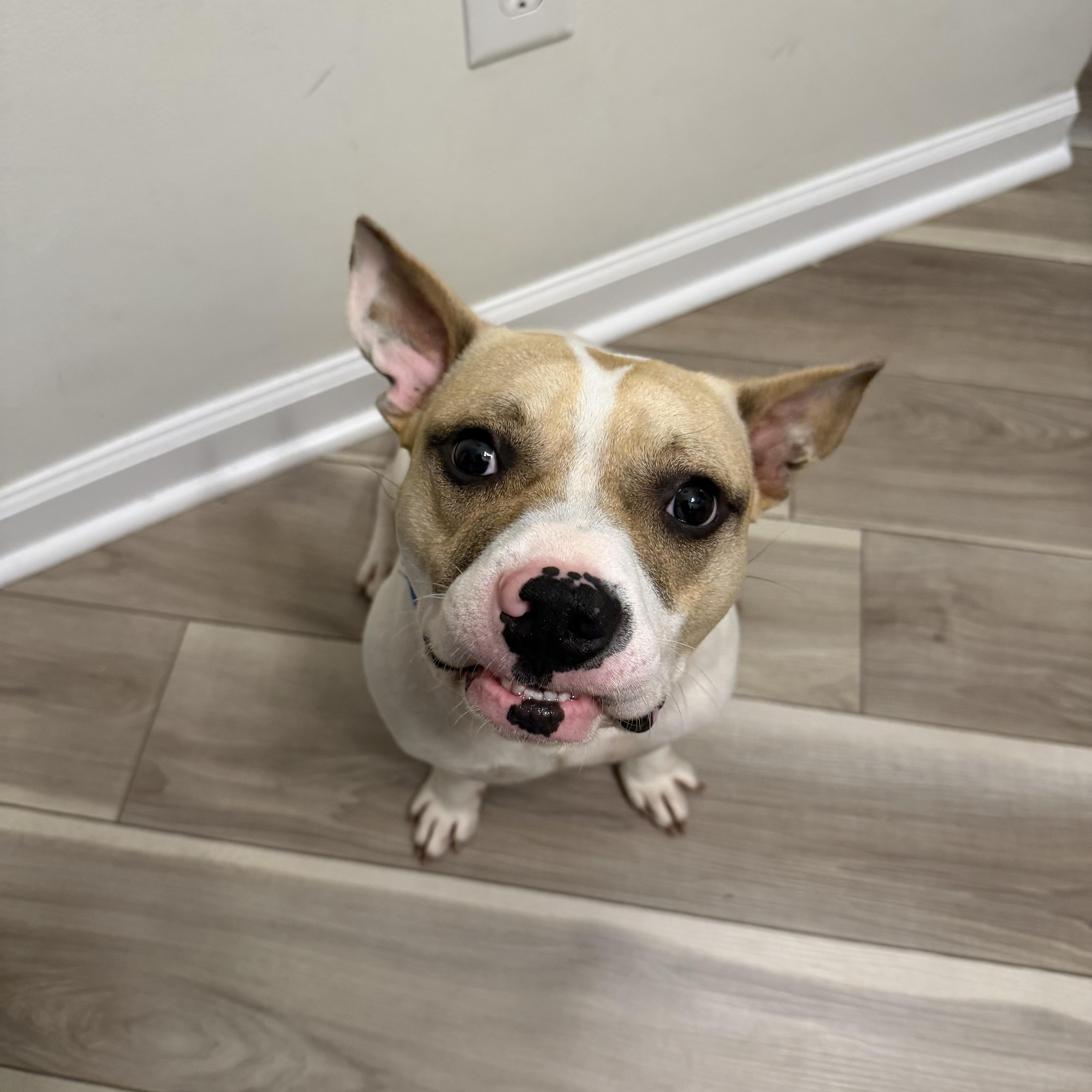 Lucas, a ADOPTABLE mixed breed in atlanta, GA image 4/5