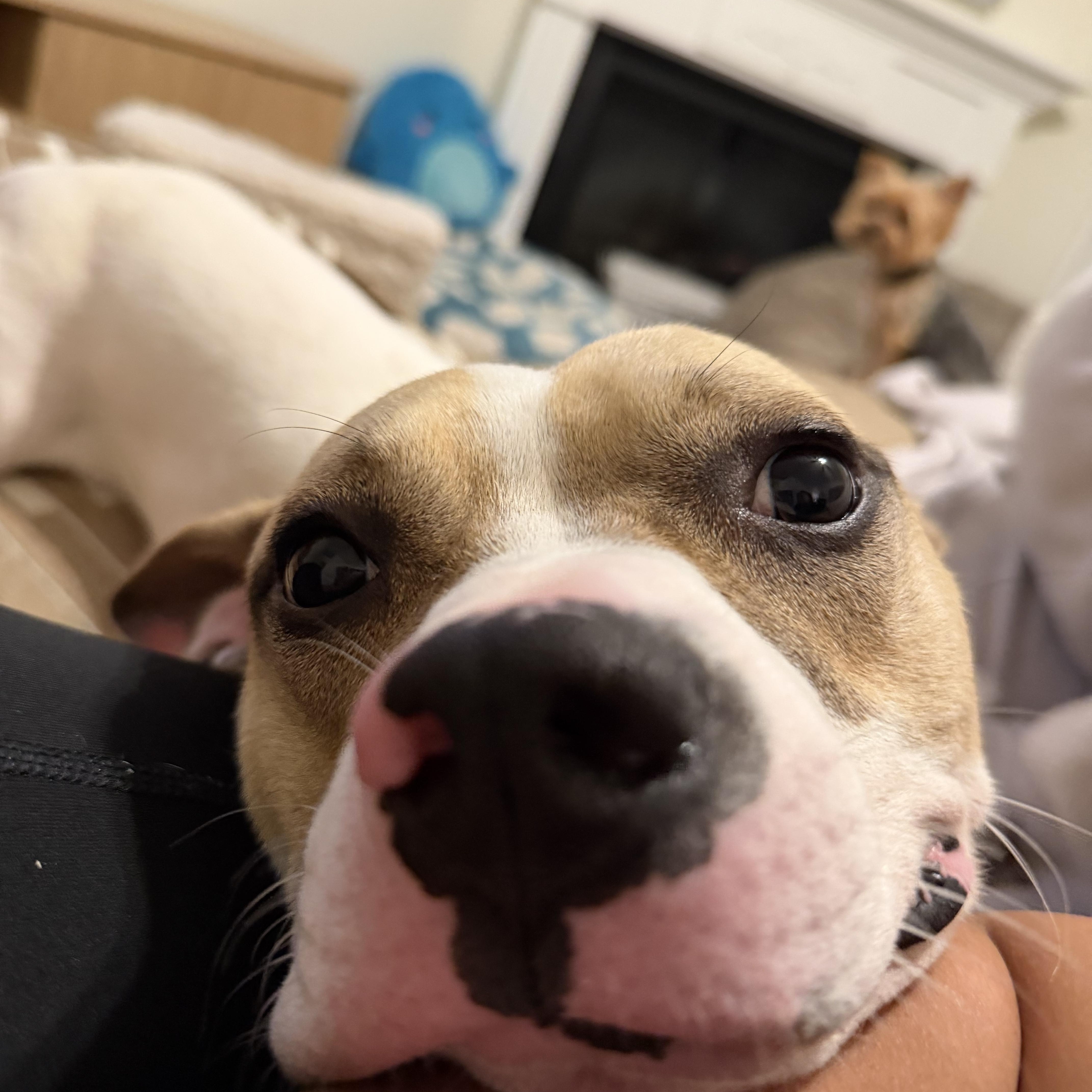 Lucas, ADOPTABLE, Young Male American Staffordshire Terrier & Dachshund.