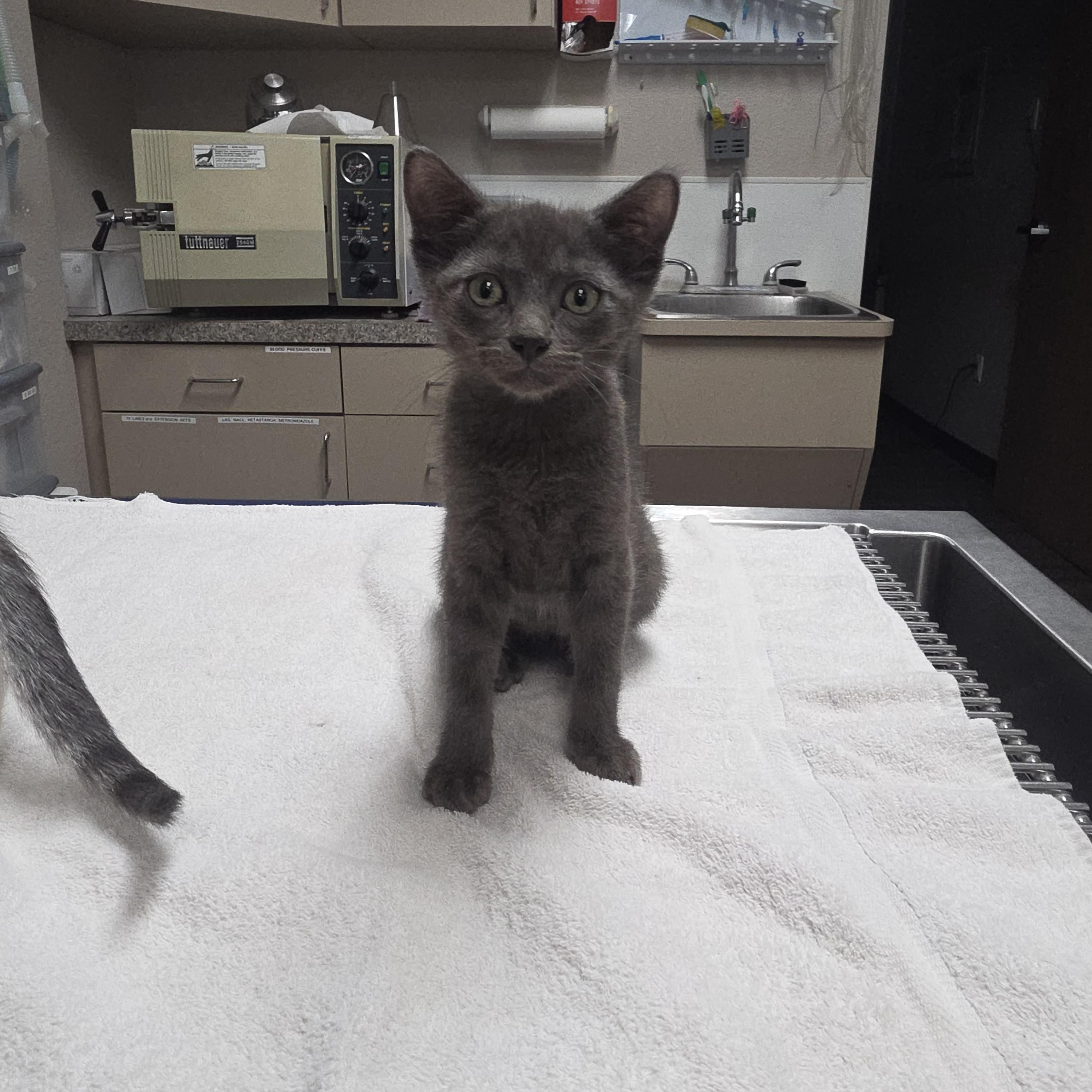 Enlarge Hemi, a ADOPTABLE Domestic Short Hair in Mission Viejo, CA image 1/1