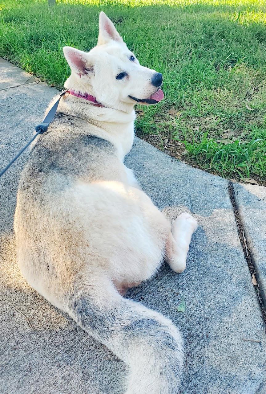 Bambi, Adoptable, Adult Female Husky & German Shepherd Dog.