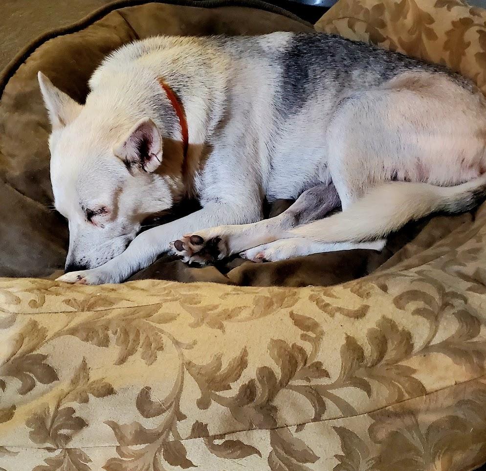 Enlarge Bambi, a Adoptable mixed breed in Houston, TX image 4/5