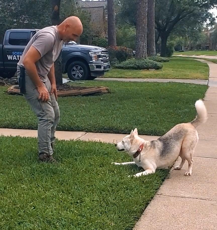 Enlarge Bambi, a Adoptable mixed breed in Houston, TX image 3/5