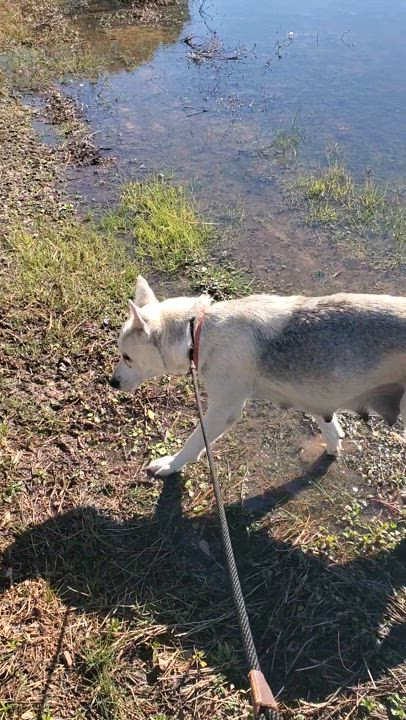 Enlarge Bambi, a Adoptable mixed breed in Houston, TX video 5/5