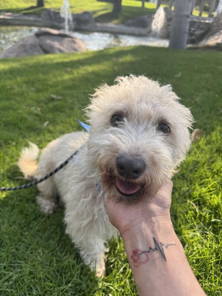 Steve, Adoptable, Adult Male Scottish Terrier.