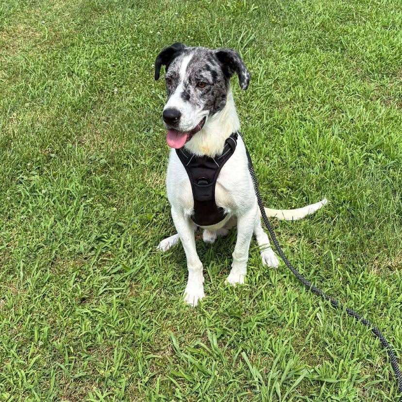 Diesel (20251123-01) — thumbnail 3