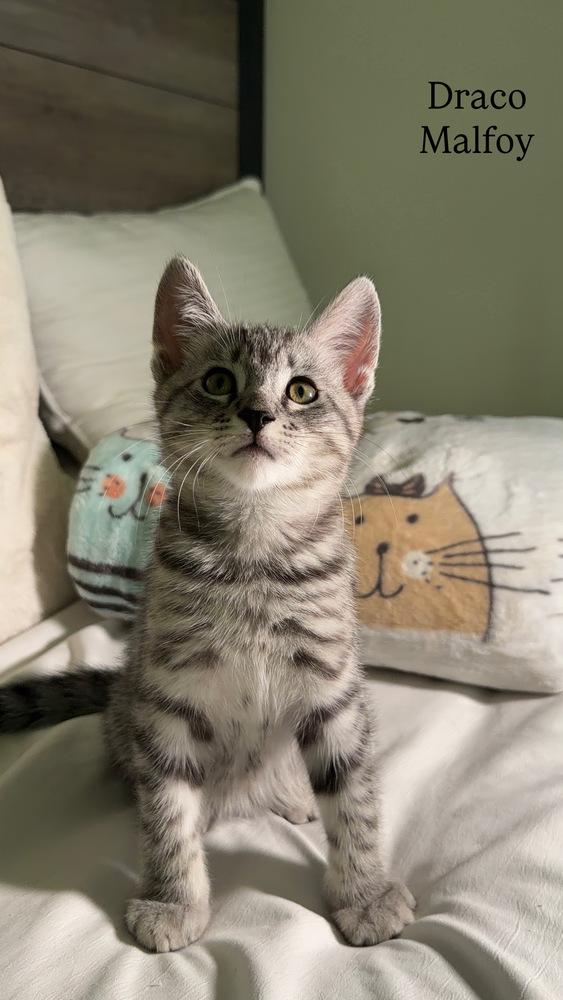 DRACO  MALFOY, Adoptable, Kitten Male Domestic Short Hair.