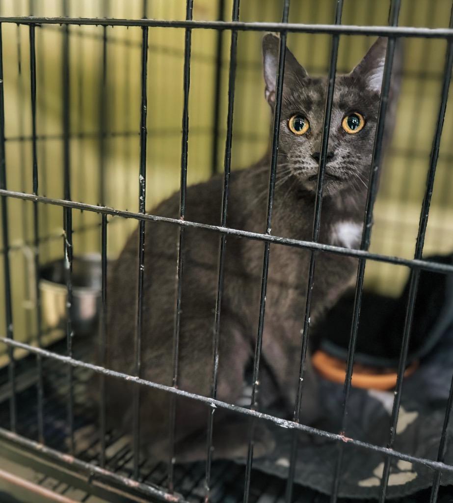 Enlarge Super Star, a Adopted mixed breed in Auburn, IN image 1/1