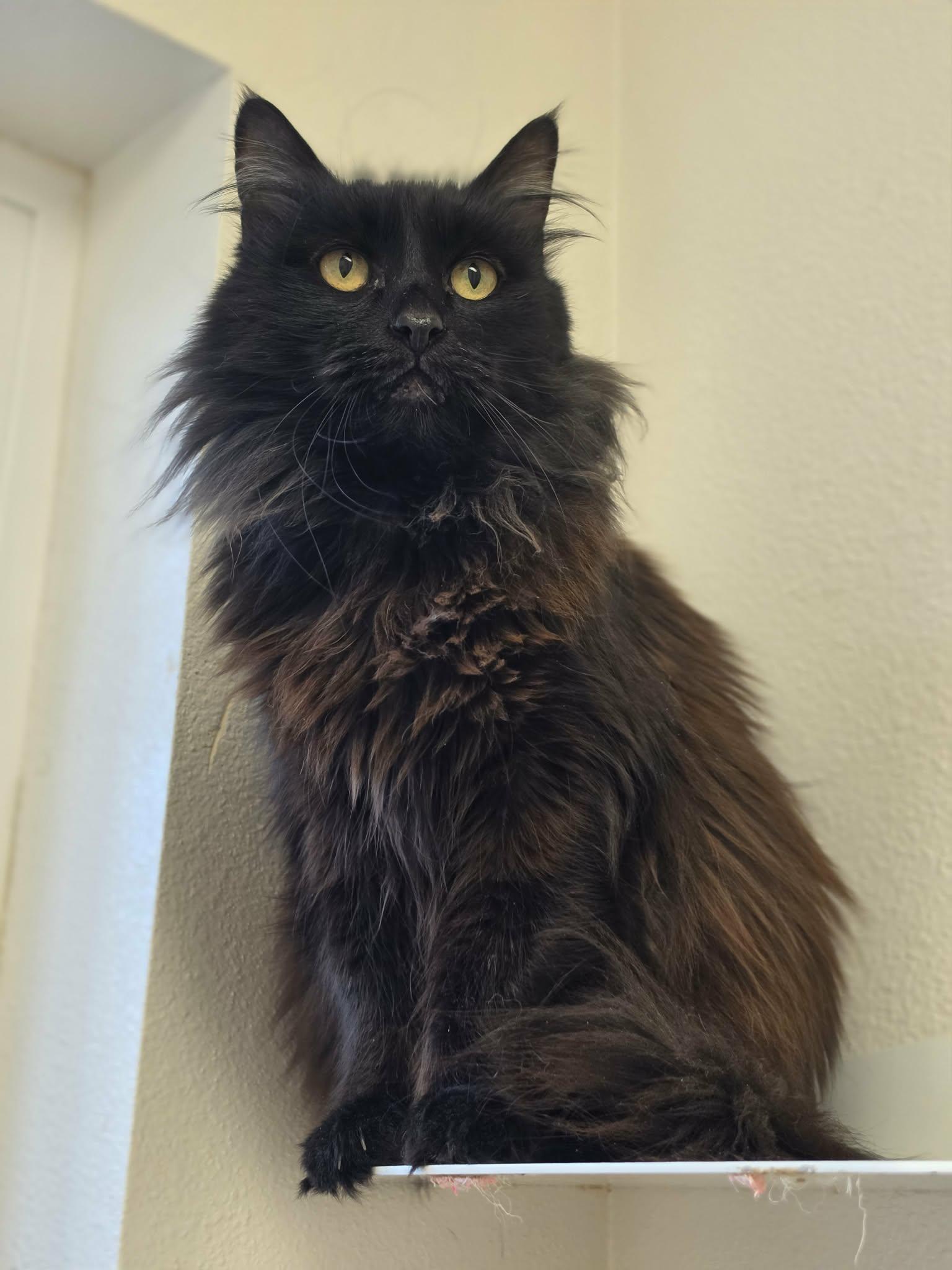 Enlarge Lulu, a ADOPTABLE Domestic Long Hair in Grants Pass, OR image 4/5