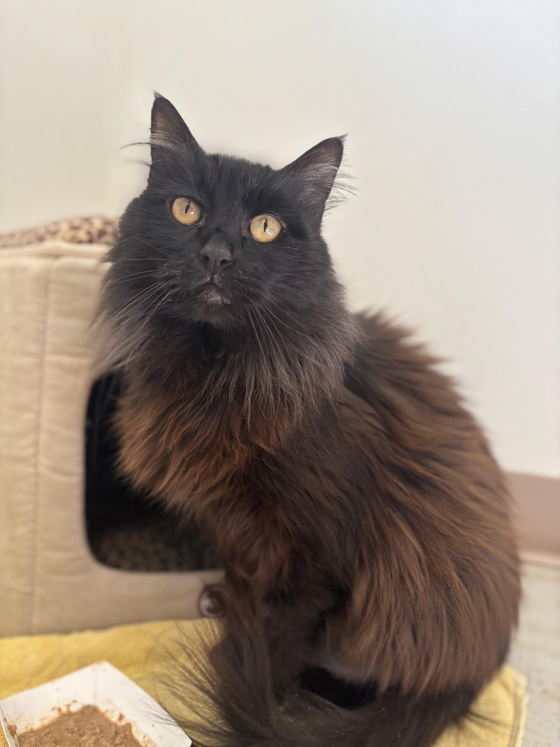 Enlarge Lulu, a ADOPTABLE Domestic Long Hair in Grants Pass, OR image 2/5