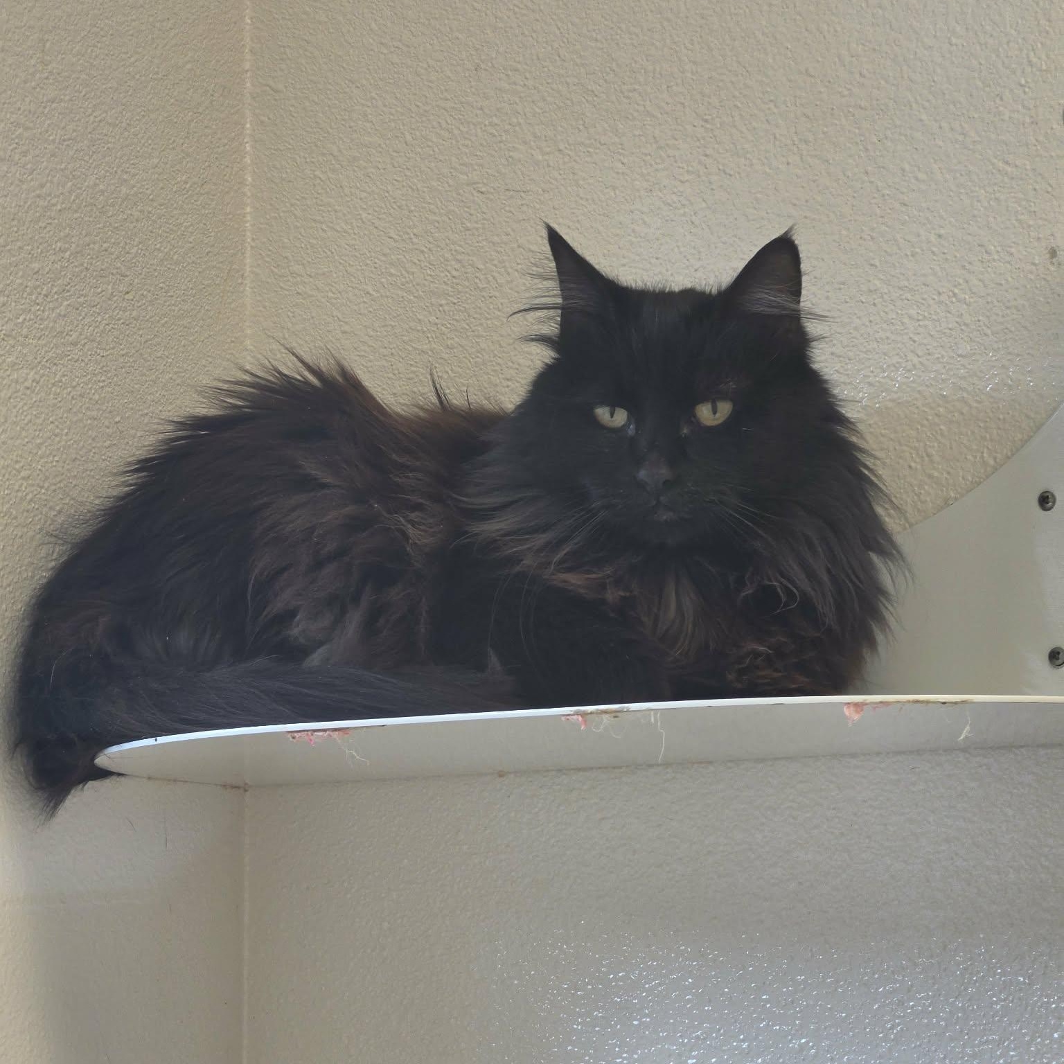 Enlarge Lulu, a ADOPTABLE Domestic Long Hair in Grants Pass, OR image 5/5