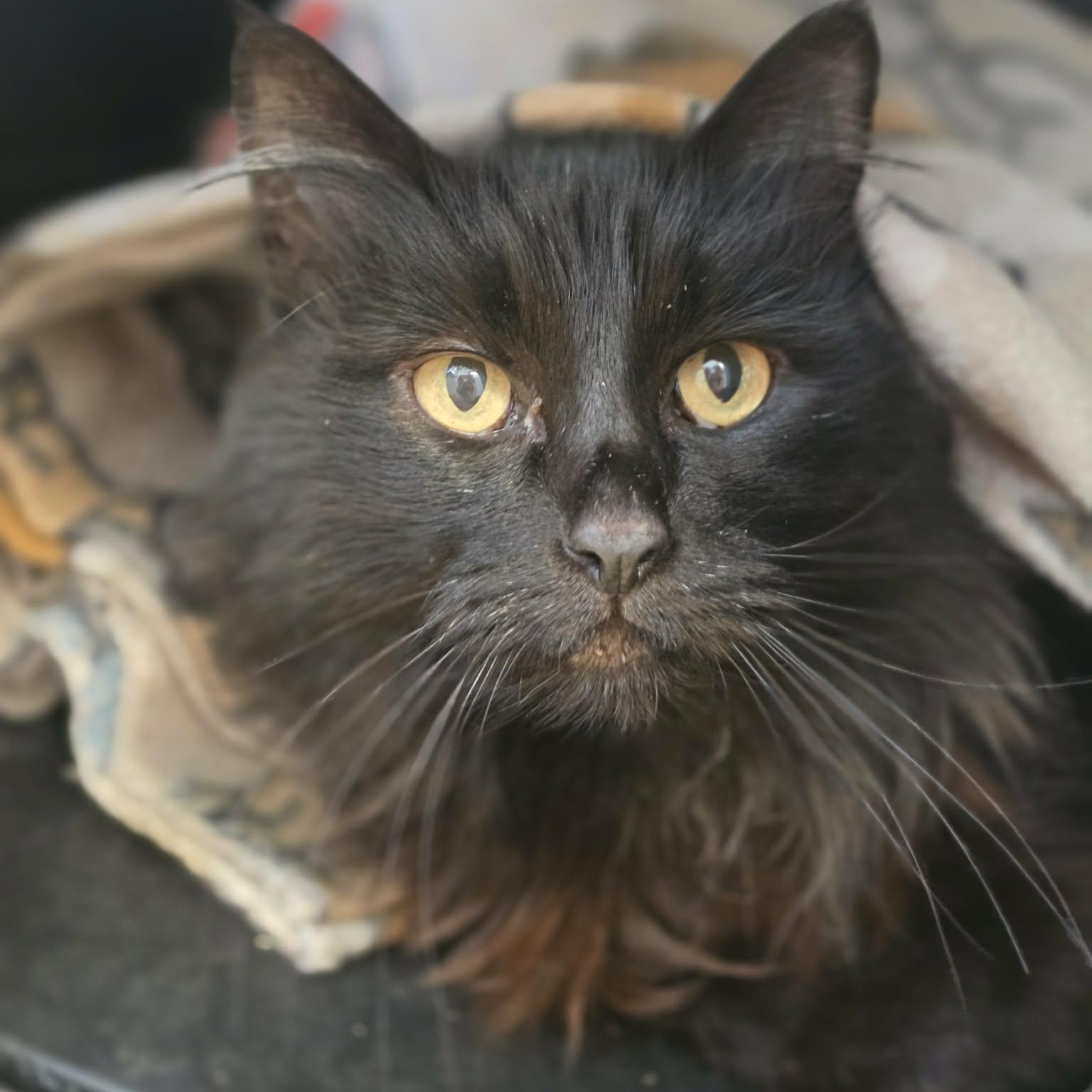 Enlarge Lulu, a ADOPTABLE Domestic Long Hair in Grants Pass, OR image 1/5