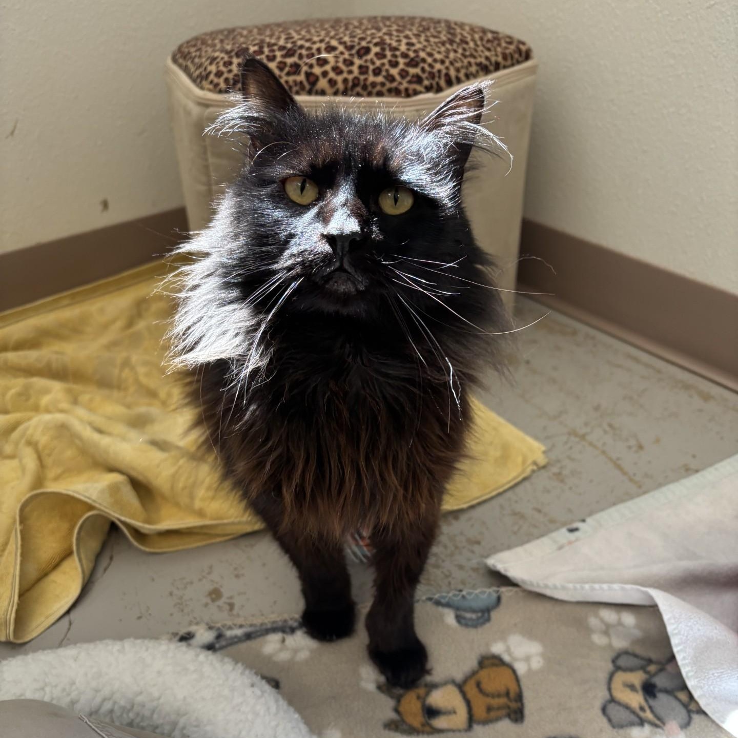 Enlarge Lulu, a ADOPTABLE Domestic Long Hair in Grants Pass, OR image 3/5