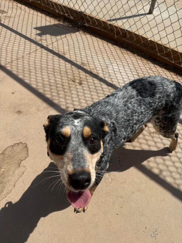 Daisy, Adoptable, Adult Female Mixed Breed.