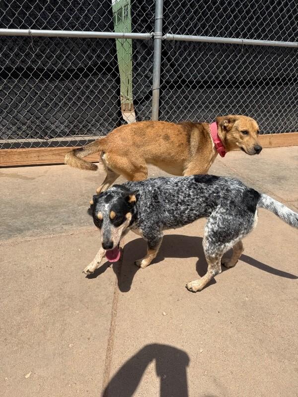 Enlarge Daisy, a Adoptable Mixed Breed in Hobbs, NM image 2/6