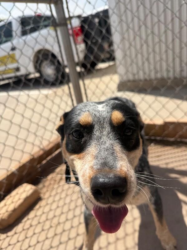 Enlarge Daisy, a Adoptable Mixed Breed in Hobbs, NM image 3/6