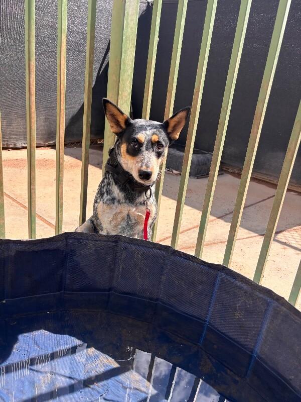 Enlarge Daisy, a Adoptable Mixed Breed in Hobbs, NM image 4/6