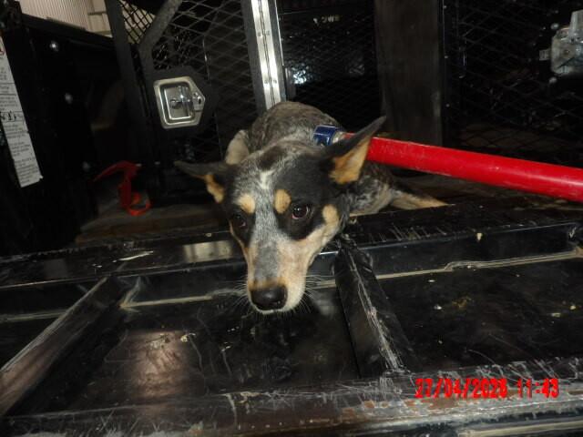 Enlarge Daisy, a Adoptable Mixed Breed in Hobbs, NM image 5/6