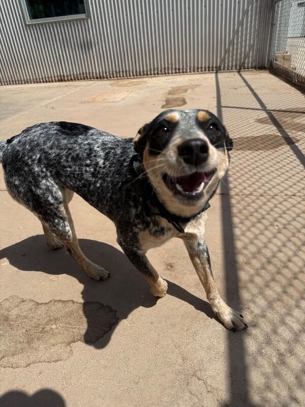 Enlarge Daisy, a Adoptable Mixed Breed in Hobbs, NM image 6/6